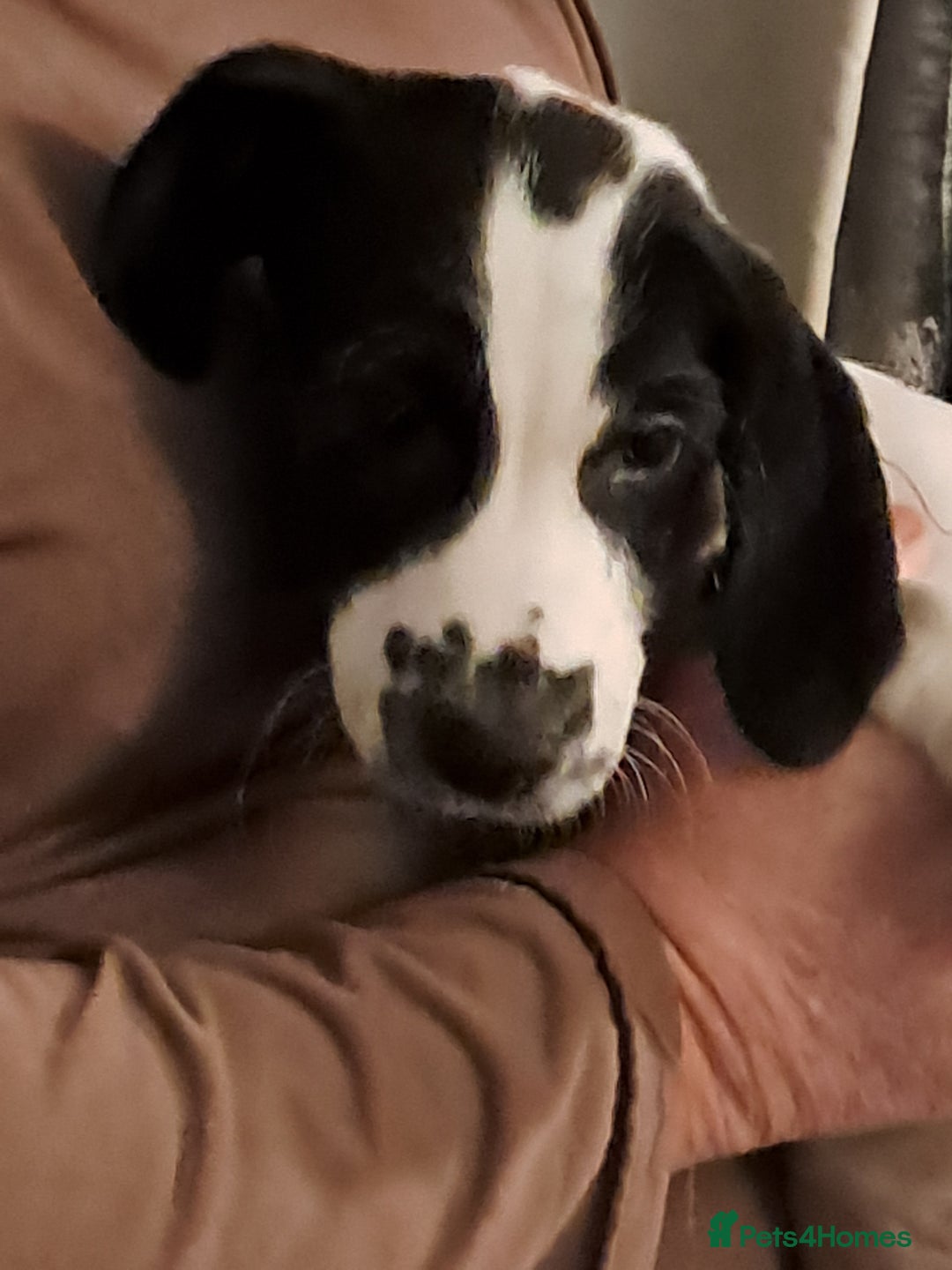 Mixed Breed dogs for sale: Lurcher x jackapoo  pups - Advert 10
