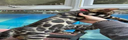 Bengal cats for sale: ❤️ Gorgeous Pure Bengal Babies! ❤️ - Advert 13