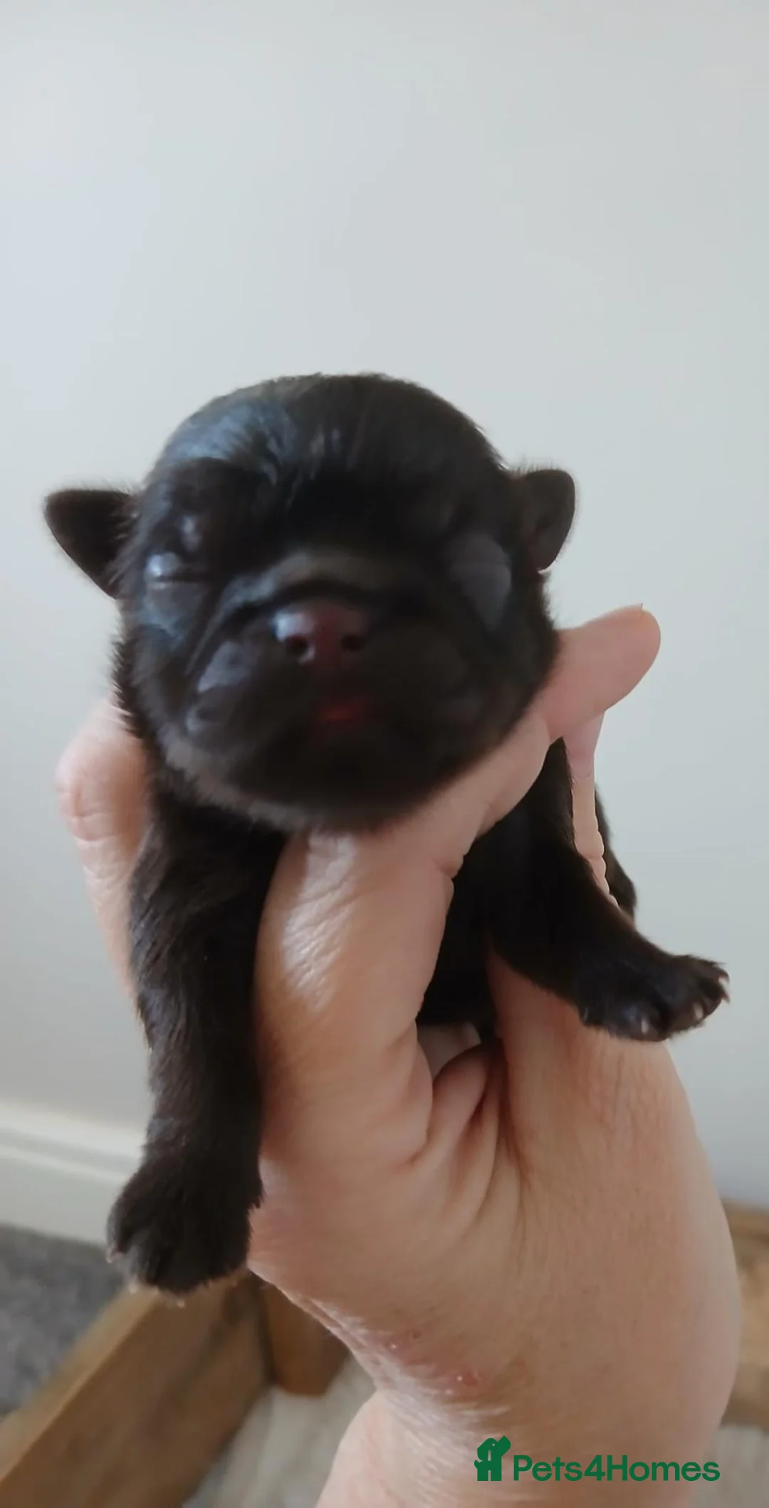 Shih Tzu dogs for sale: 🍫KC REG CHOC & LILAC BABIES🍫 - Advert 2