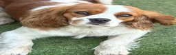Cavapoo dogs for sale: F1b Cavapoo puppies! - Advert 16