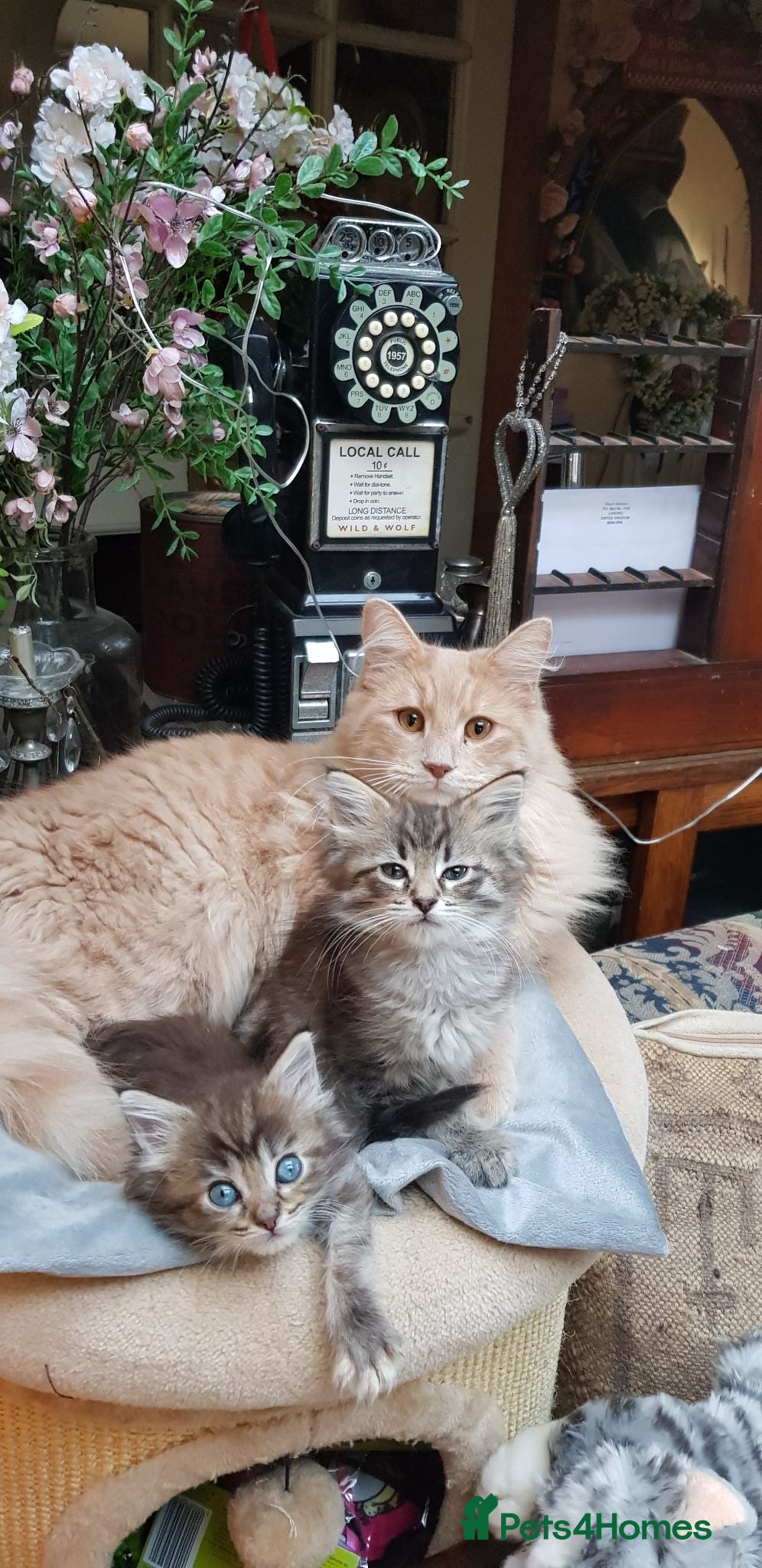 Mixed Breed cats Maine coon cross Norwegian Forest kittens - Advert 1
