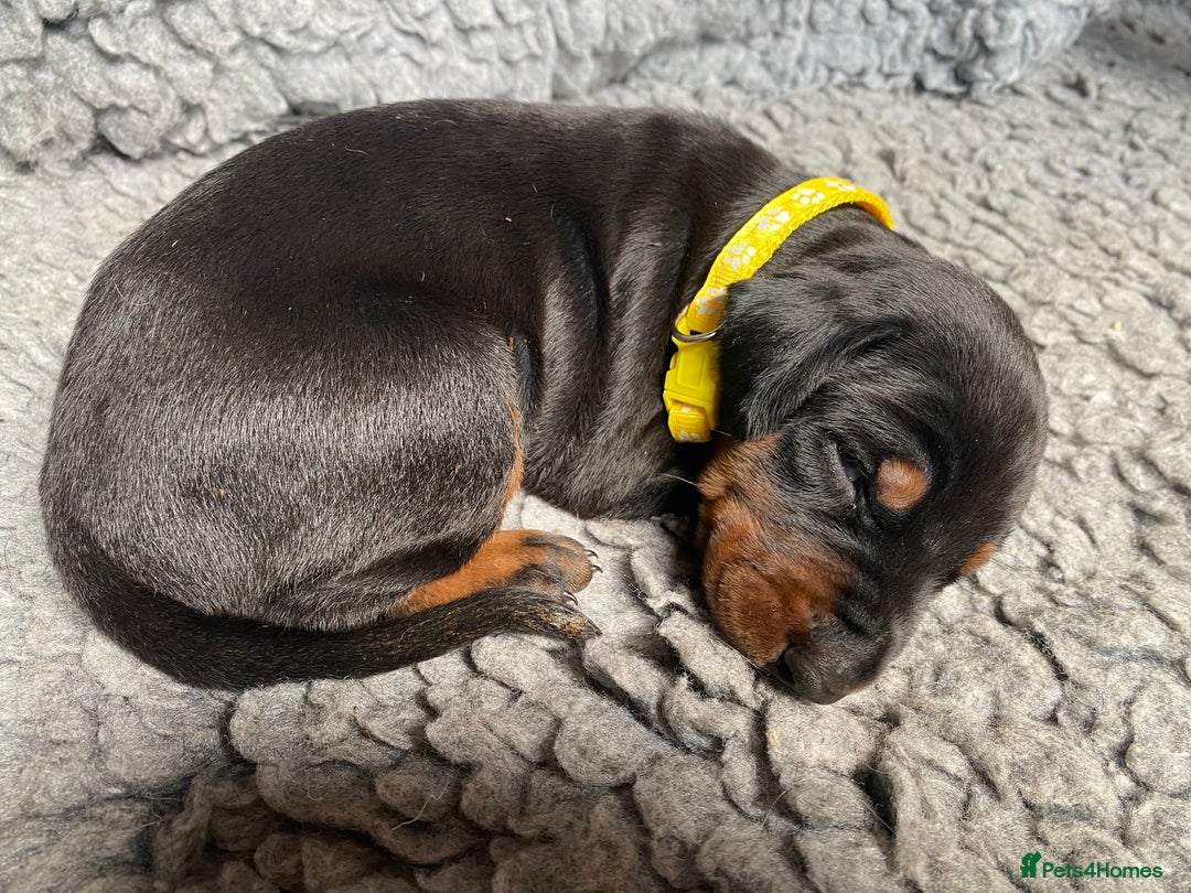 Dobermann dogs for sale: KC REGISTERED DOBERMAN ( 11 months old : Intact) - Advert 36