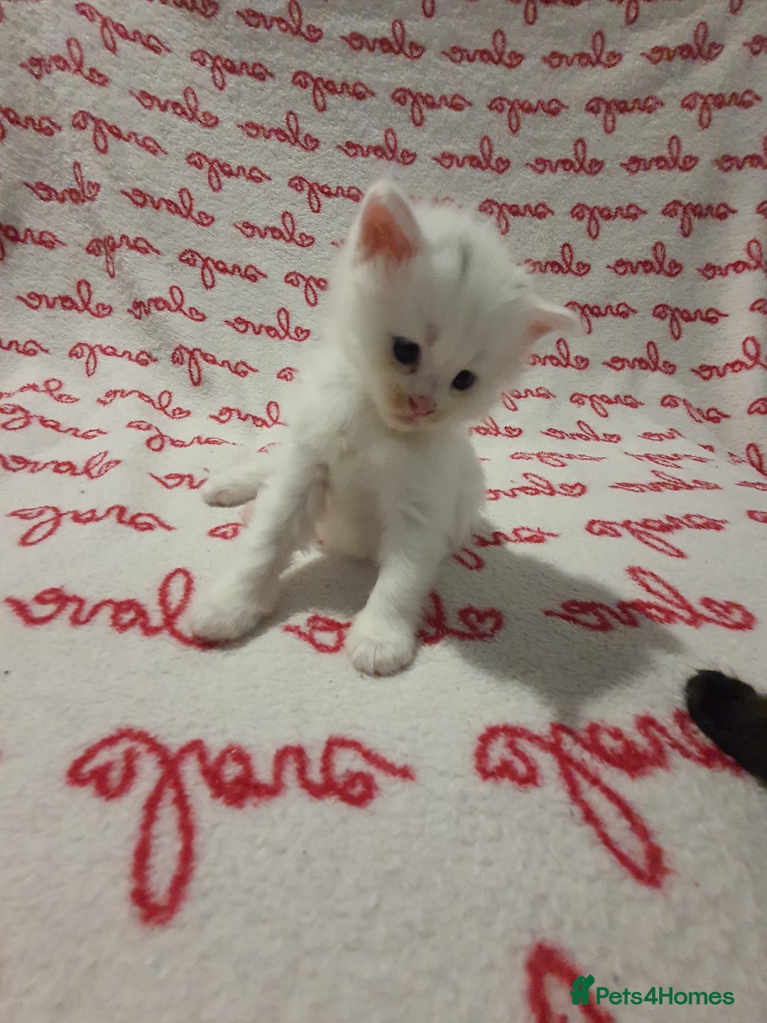 Maine Coon cats for sale: Last kitten available  - Advert 4