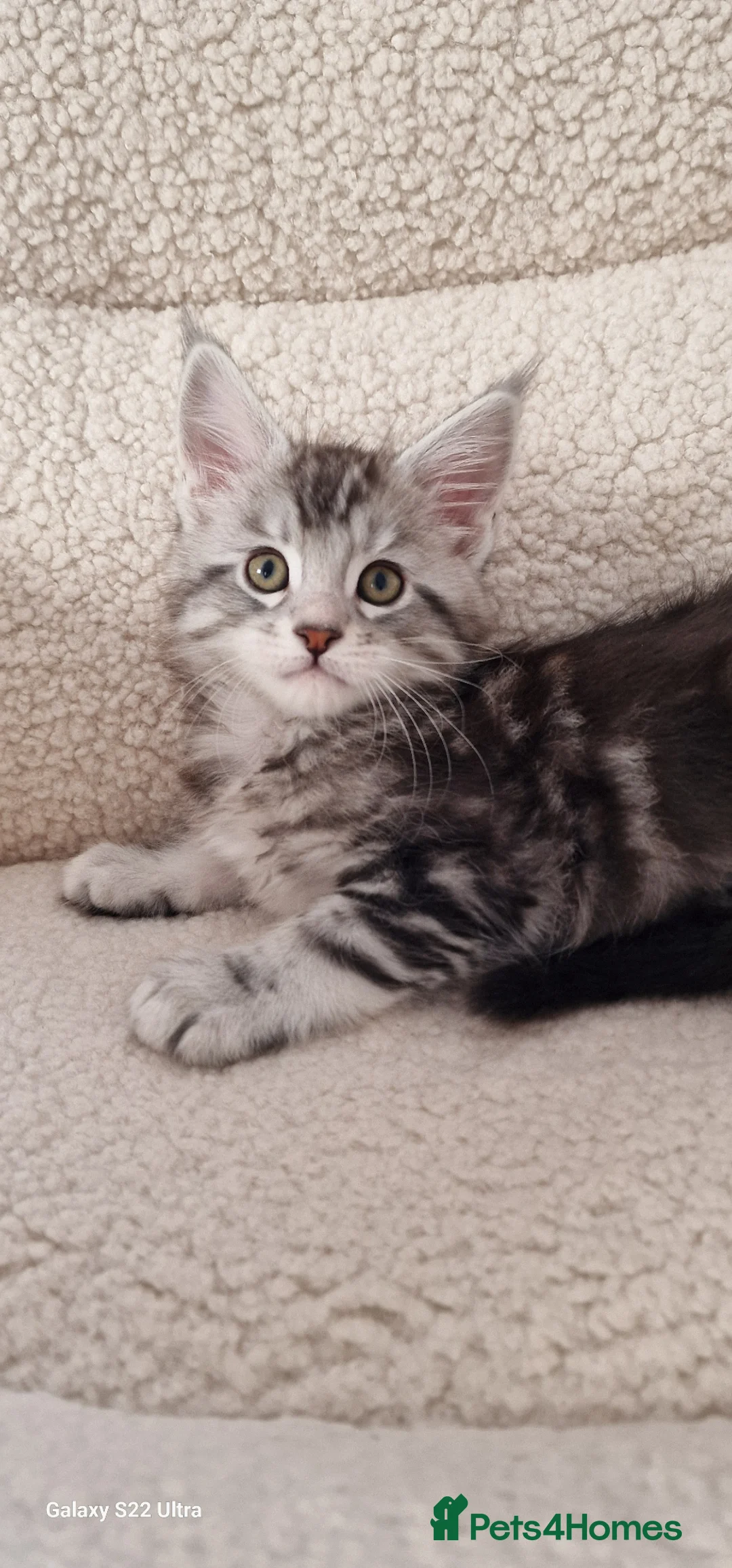 Maine Coon cats for sale: Kittens – Licensed Cattery (UK) 🐾 - Advert 40