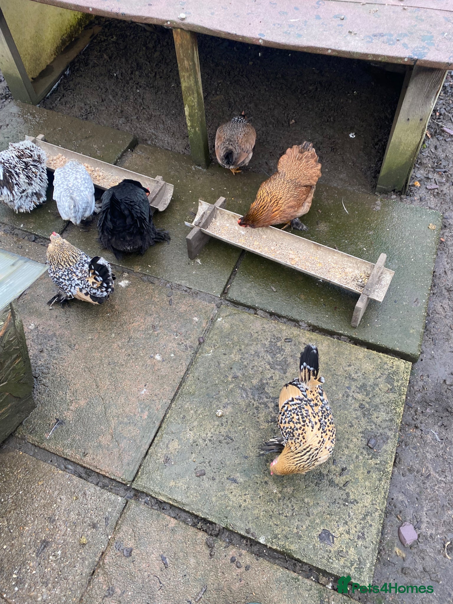 Chickens poultry Peking Bantam hens - Advert 1