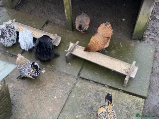 Chickens poultry Peking Bantam hens - Advert 1