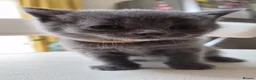 British Shorthair cats for sale: Beautiful British Shorthair Cross Kittens - Advert 9