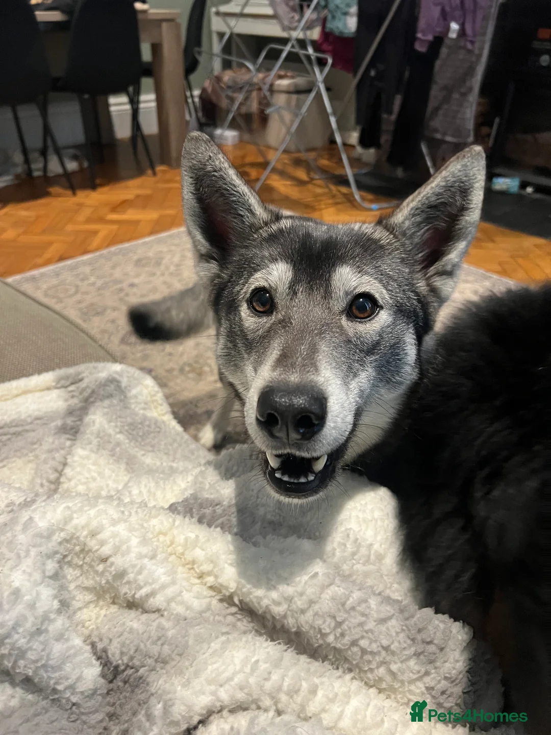 Mixed Breed dogs for sale: Bernese X Huskydor Pups - Advert 4