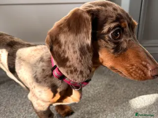 Miniature Dachshund dogs Miniature Dachshund - Isabelle dapple in Bingley - Advert 5