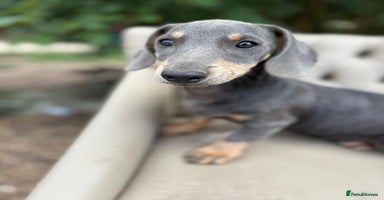 Mixed Breed dogs - Advert 5