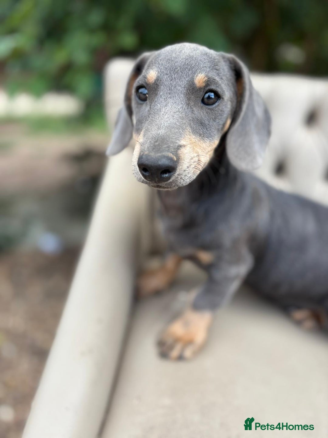 Mixed Breed dogs for sale: Daschund X Jack Russell Puppies  - Image 2