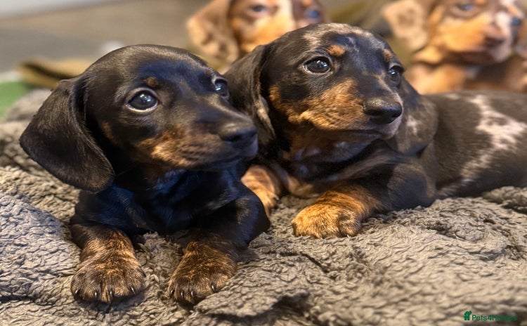 Miniature Dachshund dogs - Advert 5