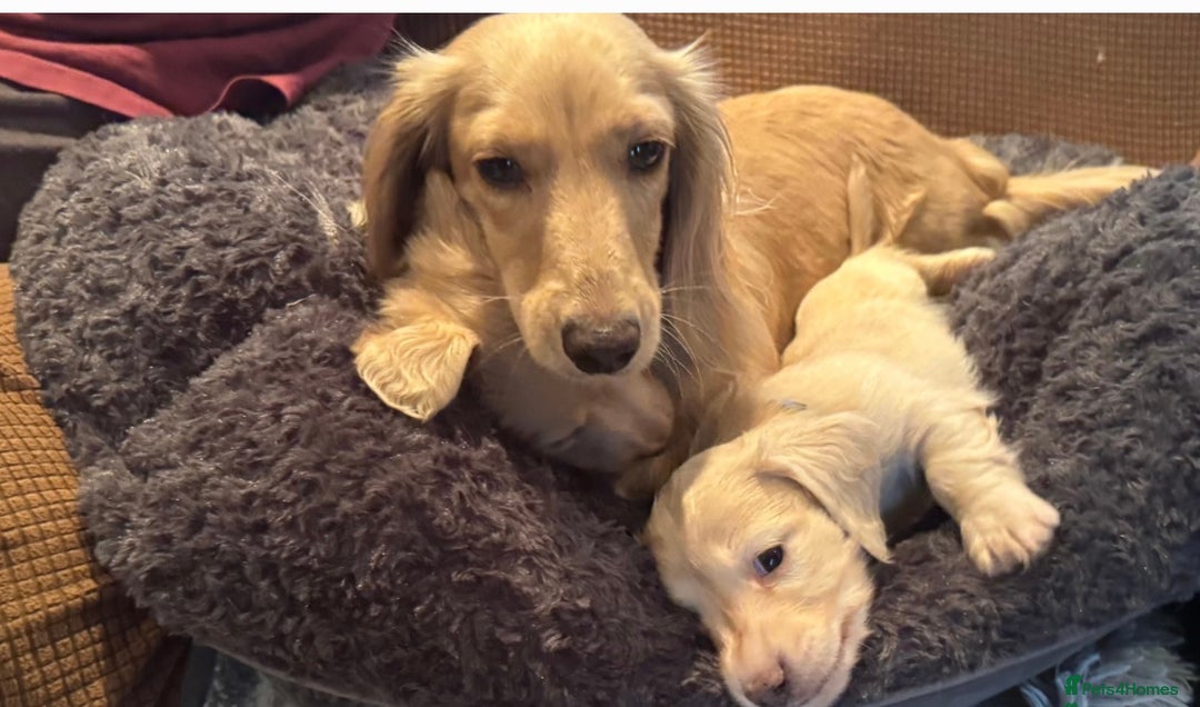 Miniature Dachshund dogs for sale: English cream dachshund  - Advert 7