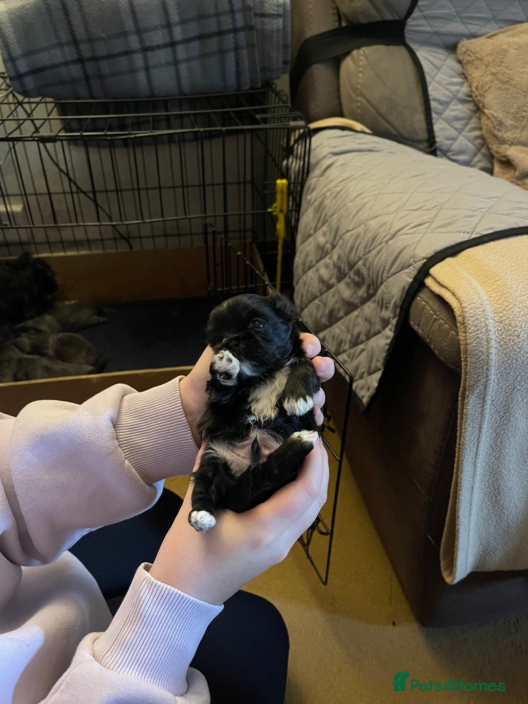 Shih Tzu dogs for sale: imperial karishishi shih tzu - Advert 13