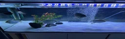 Other/Mixed Breed fish for sale: Silver dollars  - Advert 4
