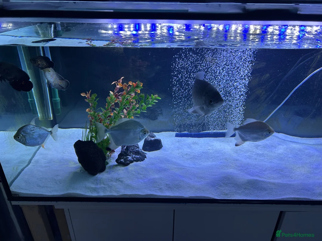 Other/Mixed Breed fish for sale: Silver dollars  - Advert 4
