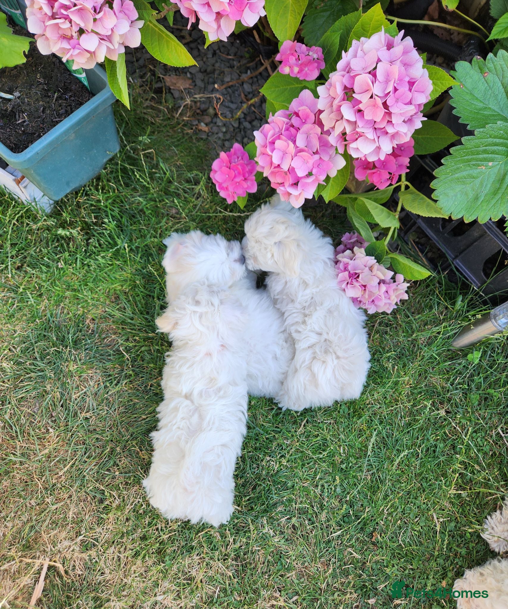Bichon Frise dogs Bichon frise,, - Advert 2