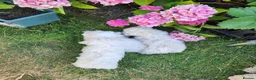 Bichon Frise dogs for sale: Bichon maltese for sale - Advert 3