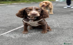 Cocker Spaniel dogs for sale: Lola  - Image 2
