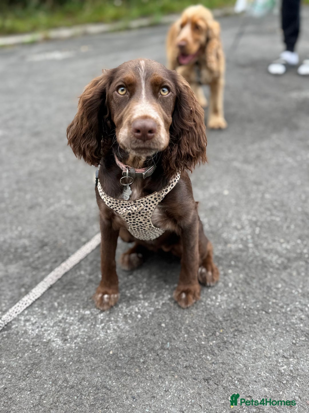 Cocker Spaniel dogs for sale: Lola  - Image 2