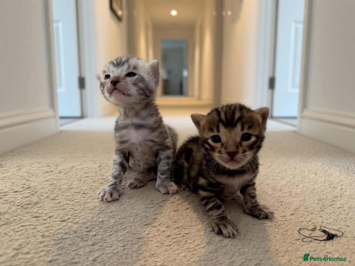 Bengal cats 4 bengal kittens  - Advert 1
