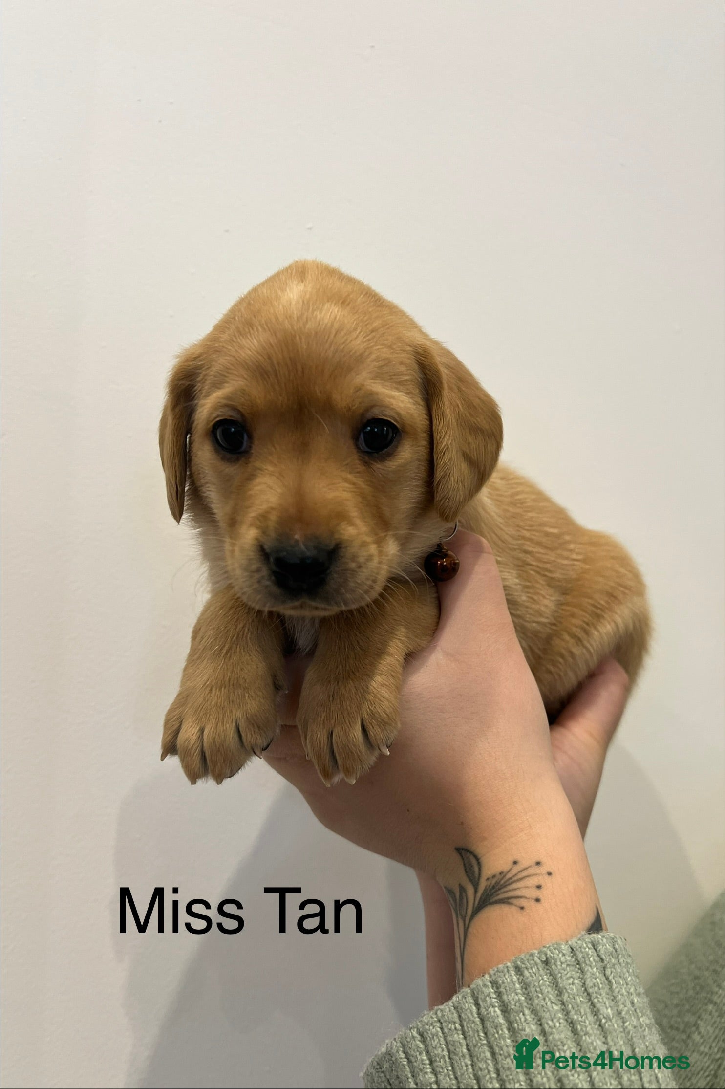 Labrador Retriever dogs STUNNING FAMILY KC RED & YELLOW LABRADORS  - Advert 2