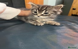 Mixed Breed cats for sale: 2 gorgeous playful kittens - Image 2