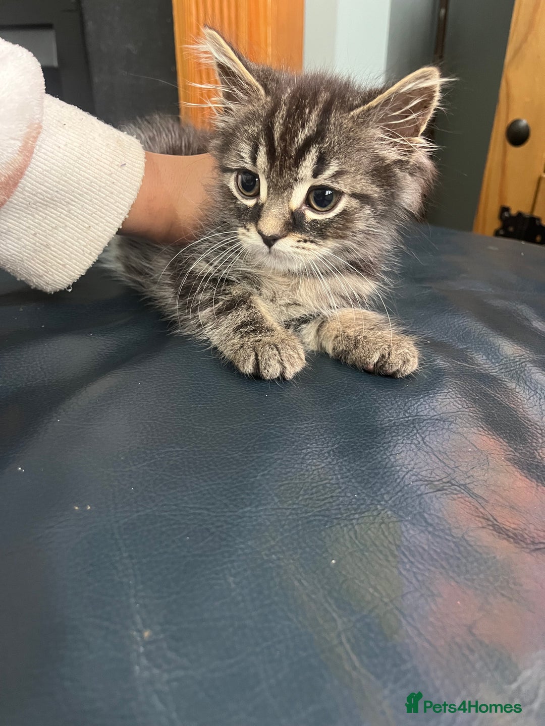 Mixed Breed cats for sale: 2 gorgeous playful kittens - Image 2