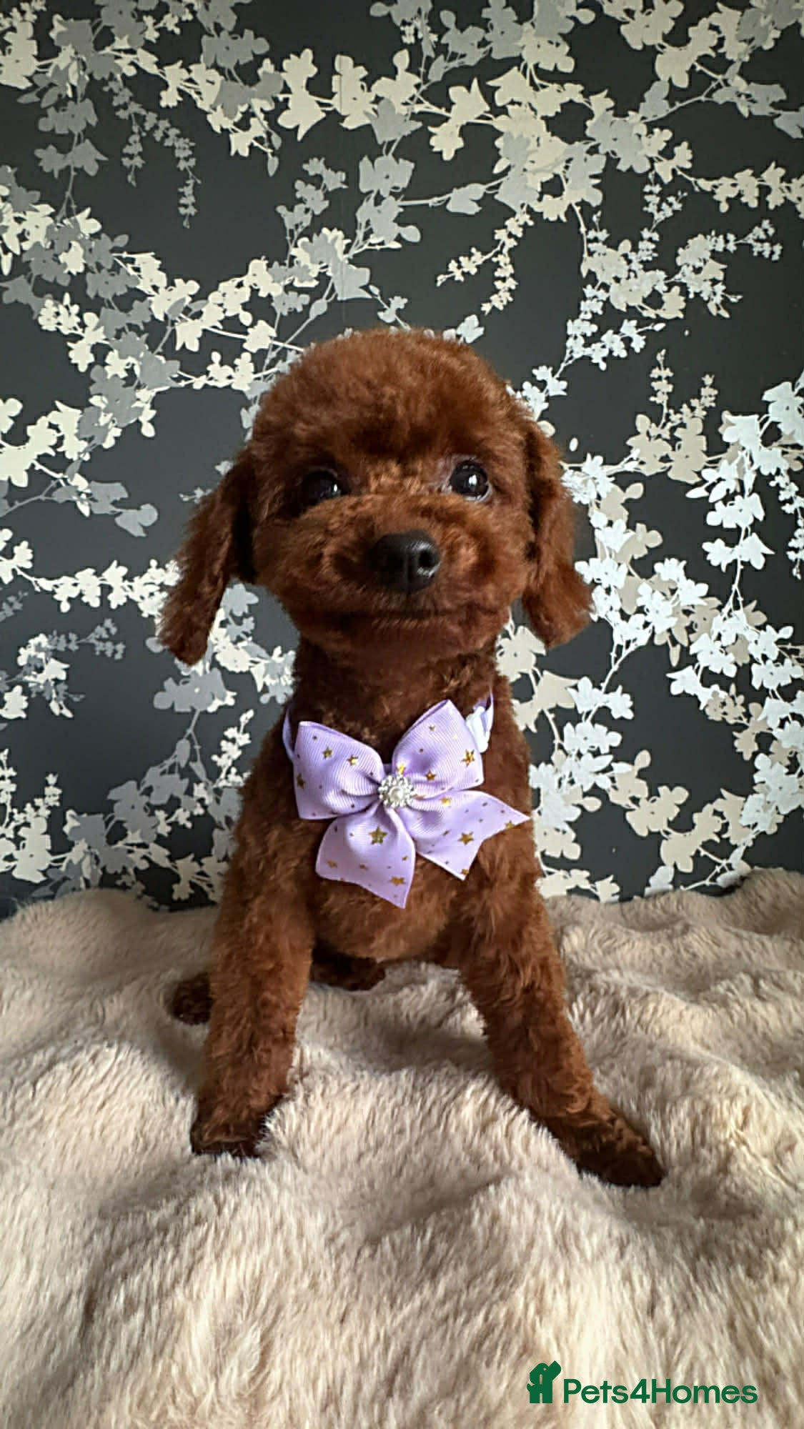 Toy Poodle dogs Beautiful Asian Toy Poodle - Advert 13