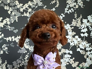 Toy Poodle dogs Beautiful Asian Toy Poodle - Advert 1