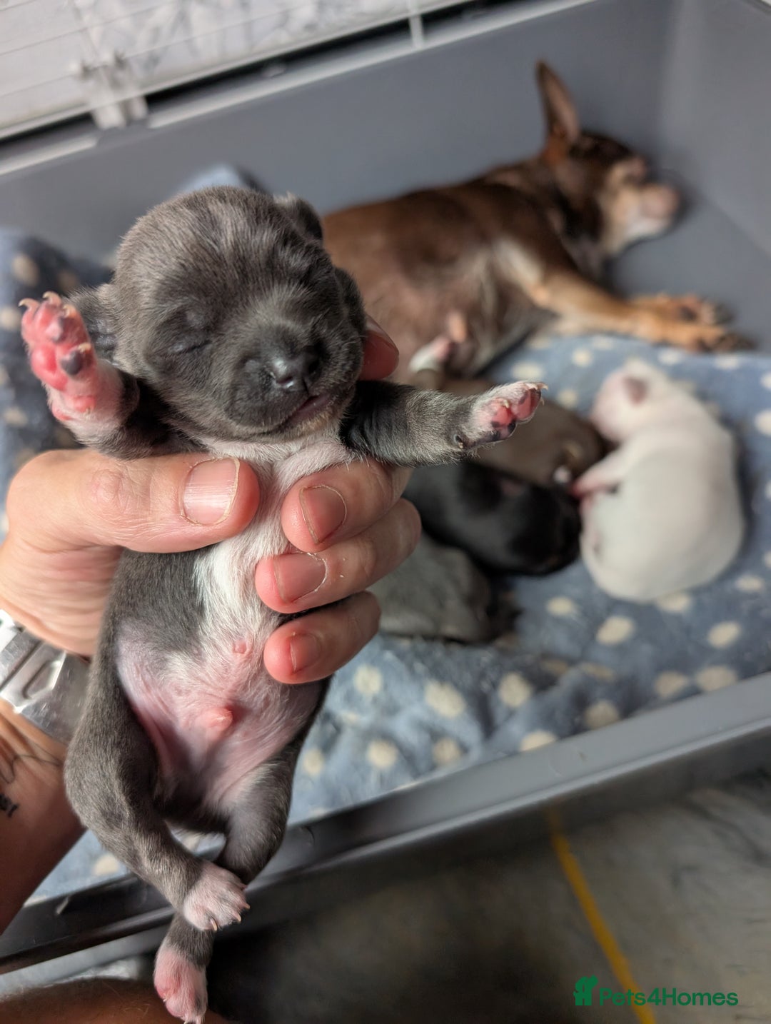 Chihuahua dogs for sale: 🐾 Adorable Chihuahua Puppies for Sale 🐾 - Image 16