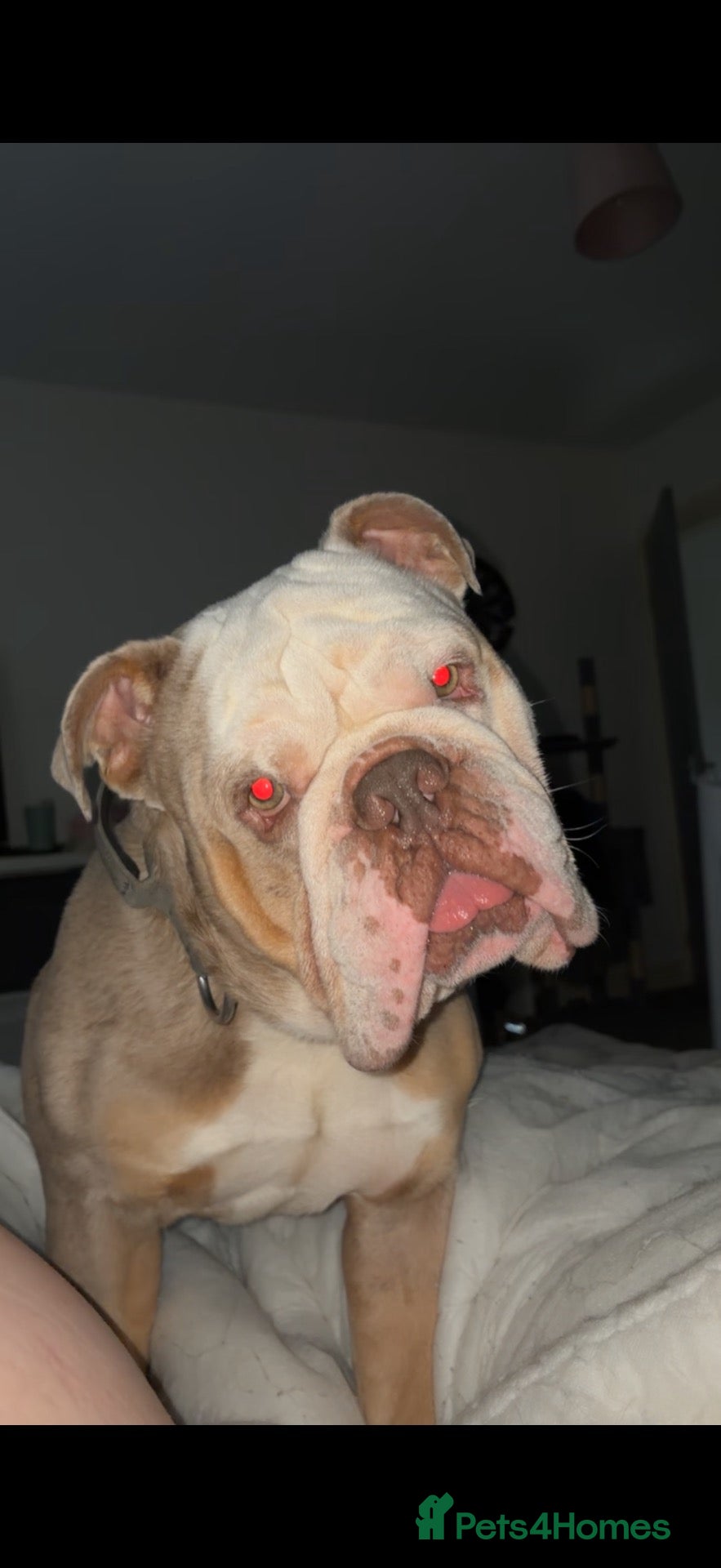 Old Tyme Bulldog dogs Olde tyme bulldog - Advert 3