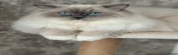 Ragdoll cats for sale: Blue mitted female ragdoll - Advert 3