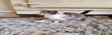 Mixed Breed 3