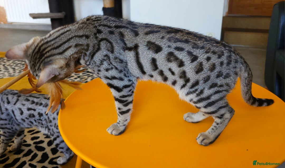 Bengal cats for sale: Gorgeous Brown Rosetted Boy Available  - Advert 14