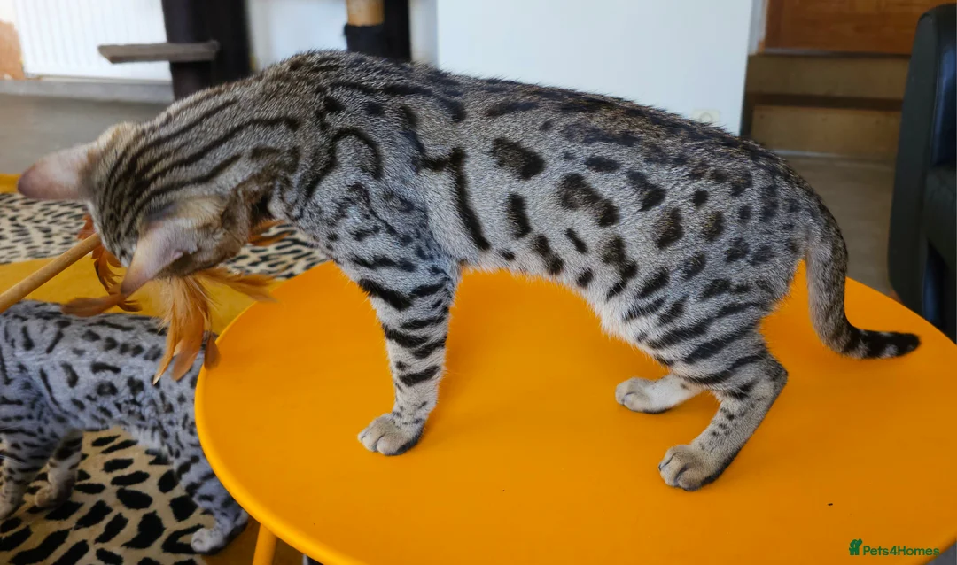 Bengal cats for sale: Gorgeous Brown Rosetted Boy Available  - Advert 14