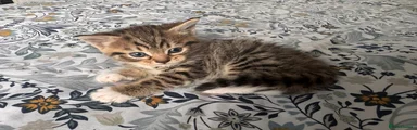 Girl Kitten 2
