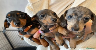 Dachshund dogs - Advert 7