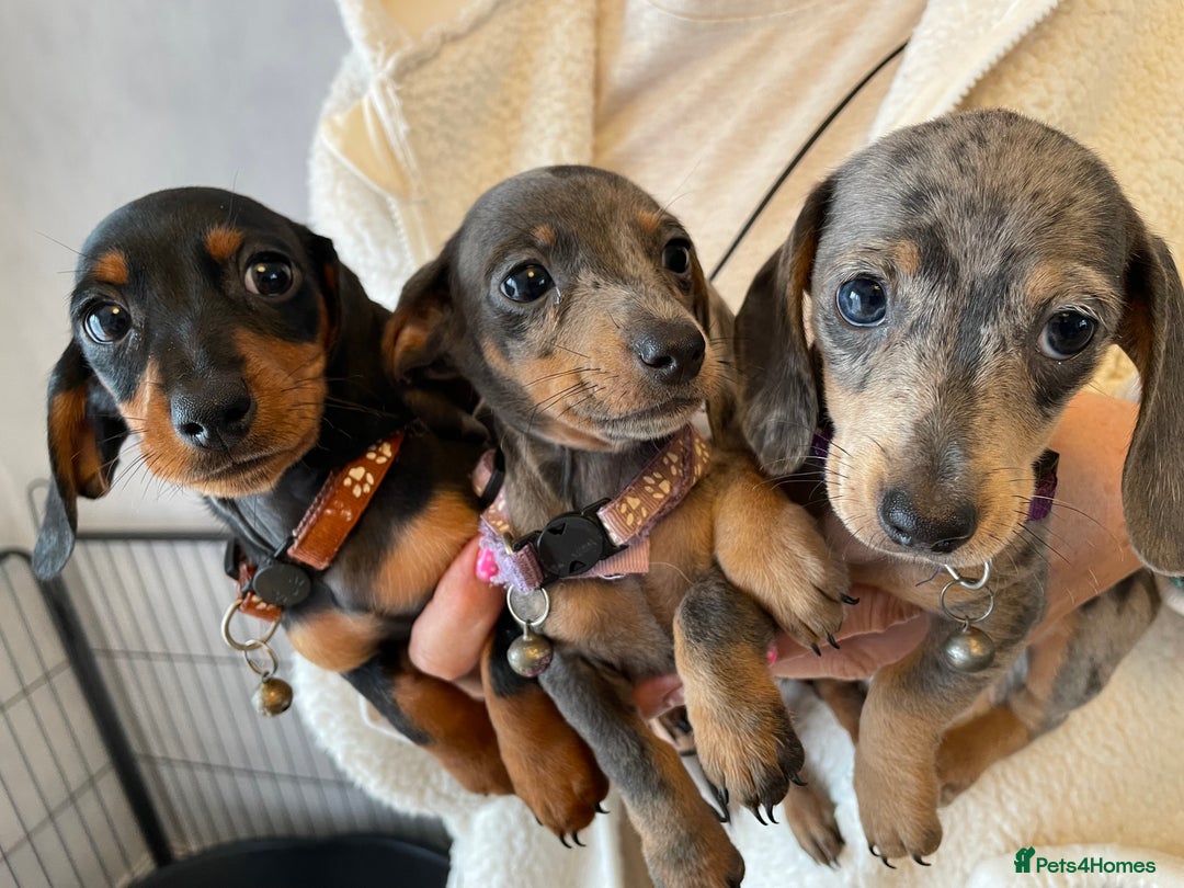 Dachshund dogs for sale: 5 beautiful miniature short haired dachshunds - Image 2