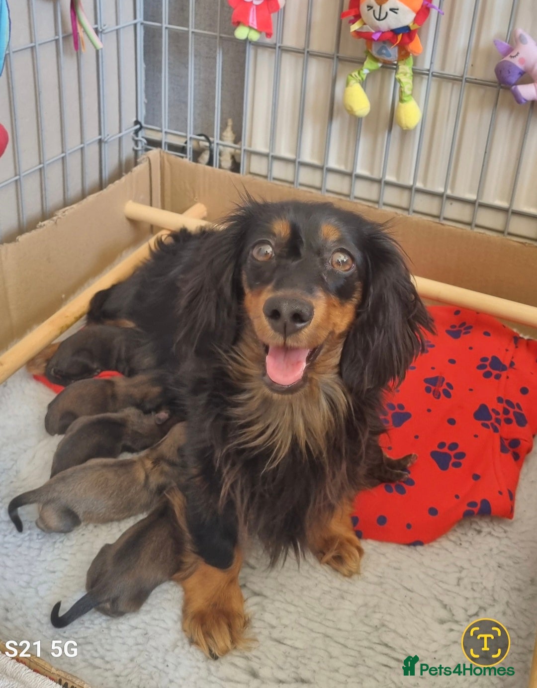 Miniature Dachshund dogs 🌟 Miniature LH Dachshund Puppies 🌟  - Advert 16