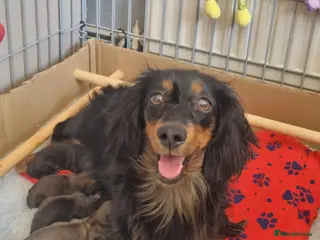 Miniature Dachshund dogs 🌟 Miniature LH Dachshund Puppies 🌟 - Advert 16