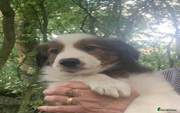 Mixed Breed dogs for sale: Welsh sheepdog/collie cross  - Image 5