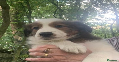 Mixed Breed dogs - Advert 8