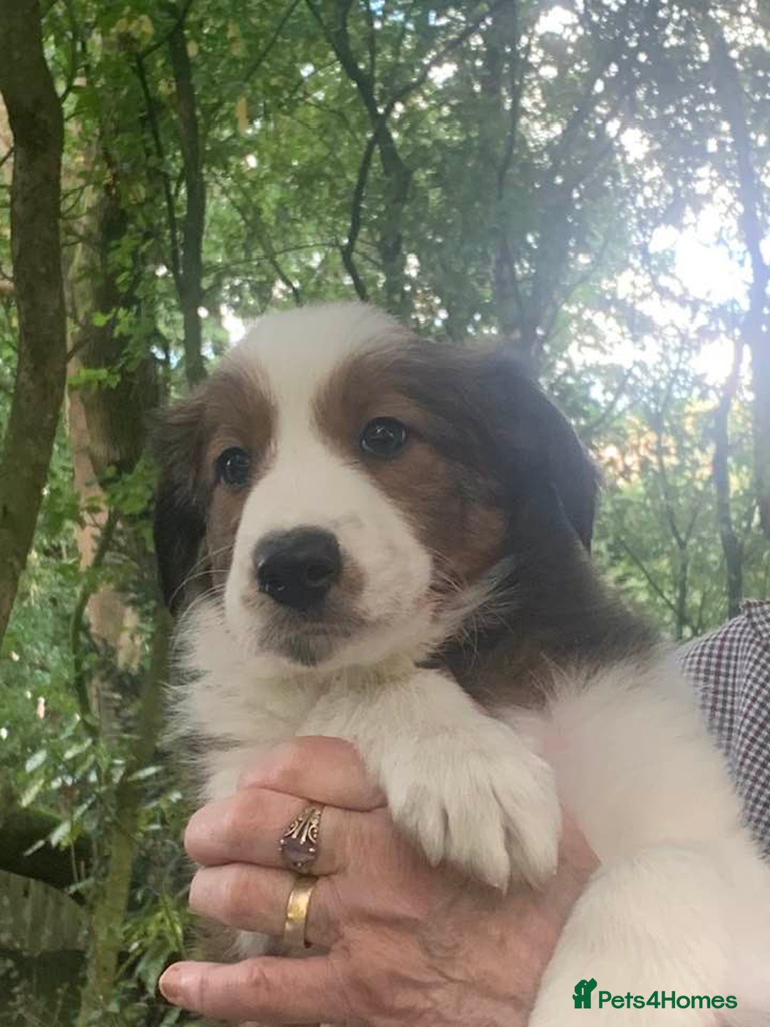 Mixed Breed dogs for sale: Welsh sheepdog/collie cross  - Image 5