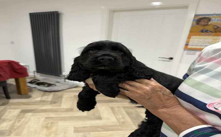 Cocker Spaniel dogs KC Registered Show type cocker spaniel  - Advert 6