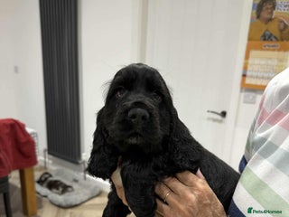 Cocker Spaniel dogs KC Registered Show type cocker spaniel - Advert 9