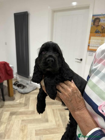 Cocker Spaniel dogs KC Registered Show type cocker spaniel - Advert 6