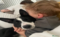 Border Collie dogs for sale: Border collie named Harley - Image 2