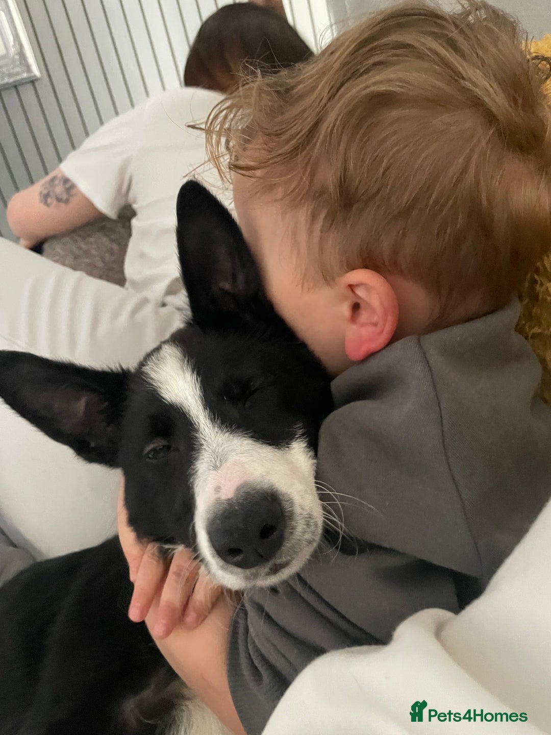 Border Collie dogs for sale: Border collie named Harley - Image 2