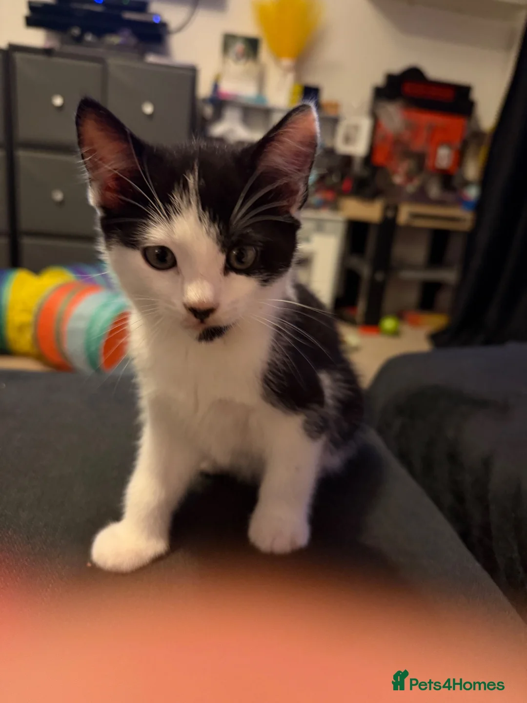Mixed Breed cats for sale: Beautiful male kitten  - Advert 2